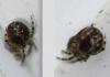 Theridion sp.
